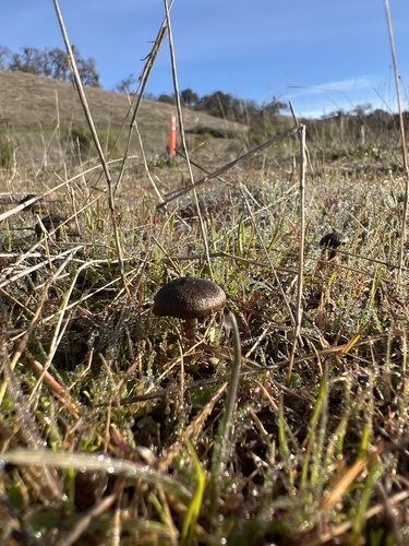 iNaturalist observation photo of Pinkgills
