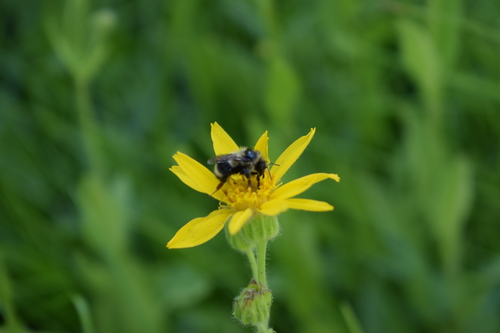 iNaturalist observation photo of Nearctic Bumble Bee