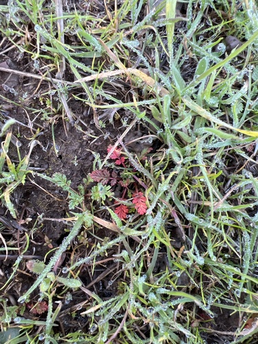 iNaturalist observation photo of Redstem Stork's-bill