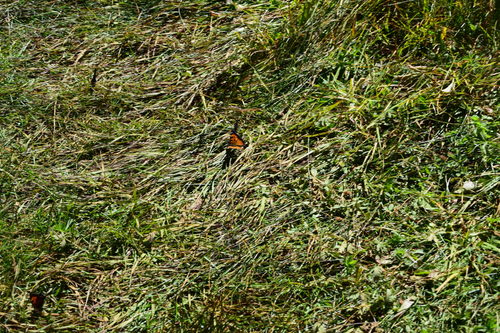 iNaturalist observation photo of California Tortoiseshell
