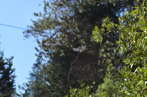 iNaturalist observation photo of Dragonflies