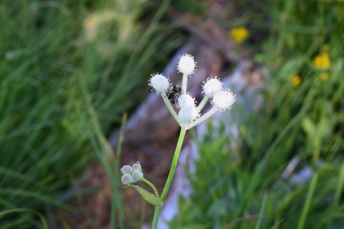 iNaturalist observation photo of Pyrobombus
