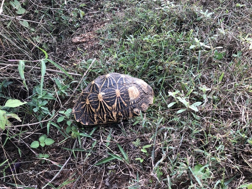 Indian Star Tortoise