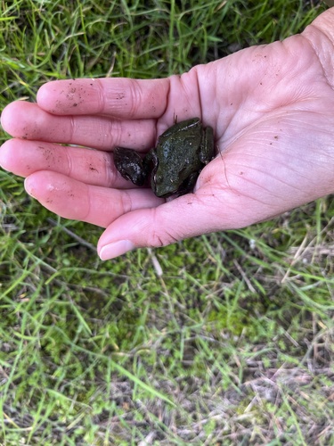 iNaturalist observation photo of Pacific chorus frog