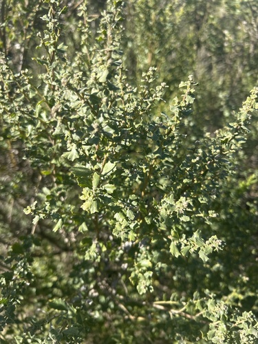 iNaturalist observation photo of coyote brush