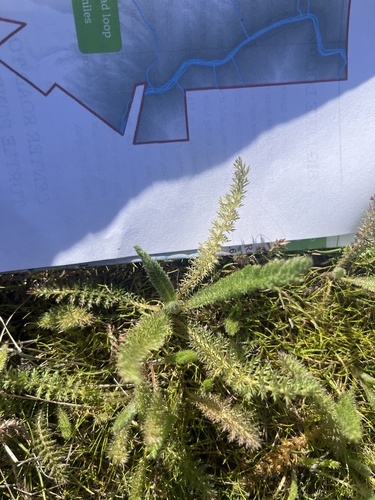 iNaturalist observation photo of common yarrow