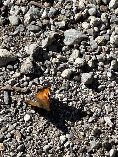 iNaturalist observation photo of California Tortoiseshell