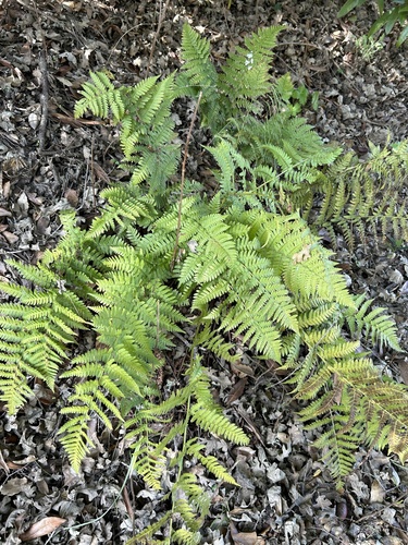 iNaturalist observation photo of wood ferns