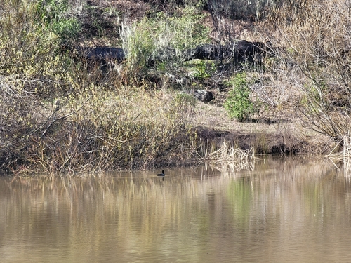 iNaturalist observation photo of American Coot