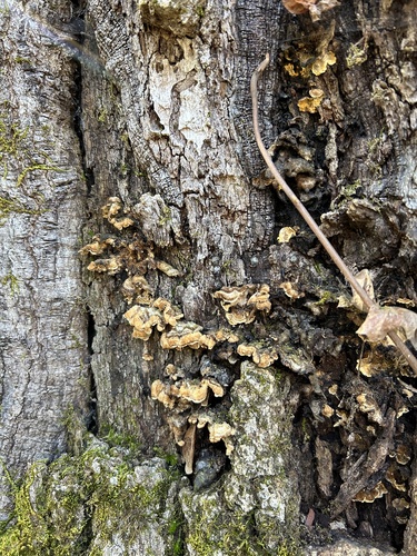 iNaturalist observation photo of Stereum