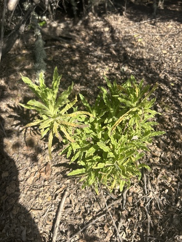 iNaturalist observation photo of California cudweed
