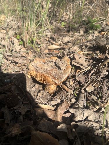 iNaturalist observation photo of Brownit