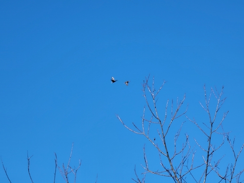iNaturalist observation photo of Mallard