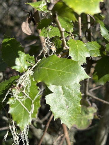 iNaturalist observation photo of oaks