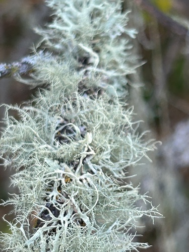 iNaturalist observation photo of beard lichens