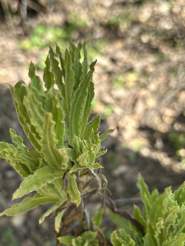 iNaturalist observation photo of rabbit-tobaccos