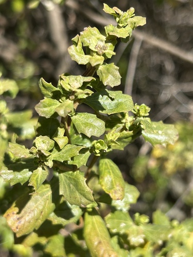 iNaturalist observation photo of coyote brush