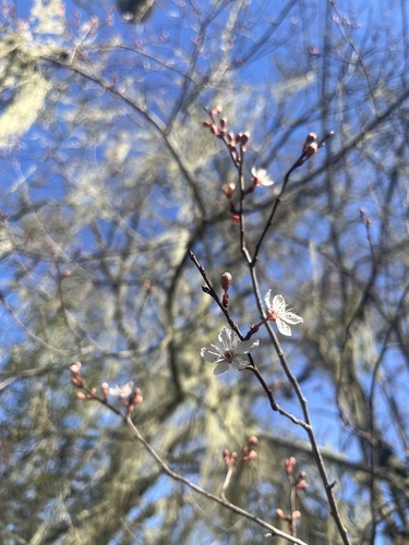 iNaturalist observation photo of plums, cherries, and allies