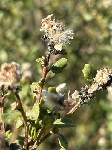 iNaturalist observation photo of coyote brush