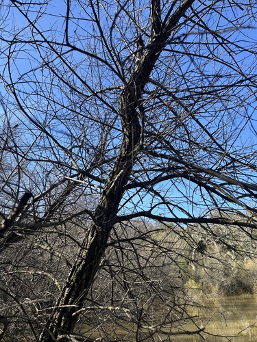 iNaturalist observation photo of Vascular Plants