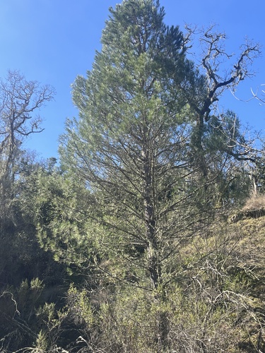 iNaturalist observation photo of knobcone pine