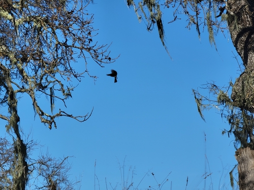 iNaturalist observation photo of Black Phoebe