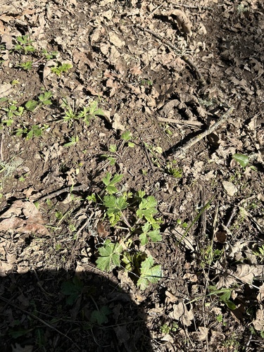 iNaturalist observation photo of Pacific Sanicle