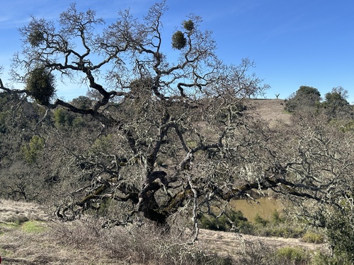 iNaturalist observation photo of oak mistletoe