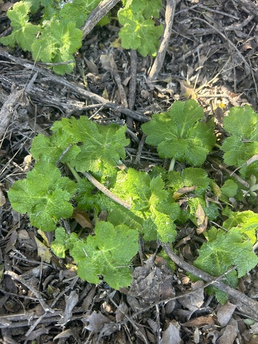 iNaturalist observation photo of Sanicula crassicaulis nudicaulis
