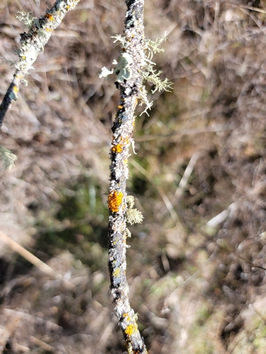 iNaturalist observation photo of Fungi Including Lichens