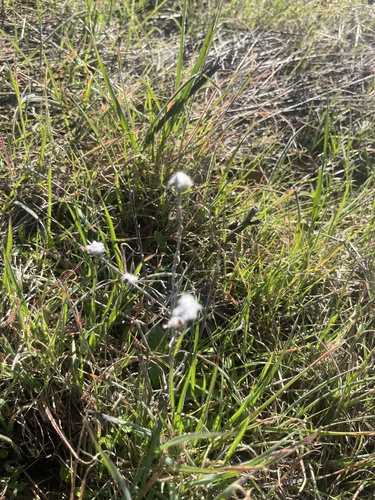 iNaturalist observation photo of Q-tips