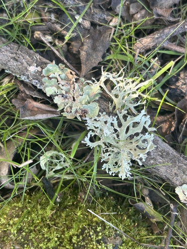 iNaturalist observation photo of Oakmoss