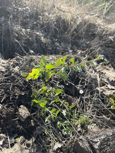 iNaturalist observation photo of coyote brush