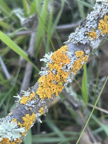 iNaturalist observation photo of Common Sunburst Lichen
