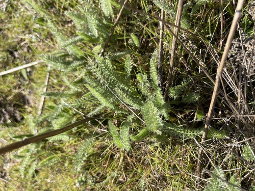 iNaturalist observation photo of common yarrow