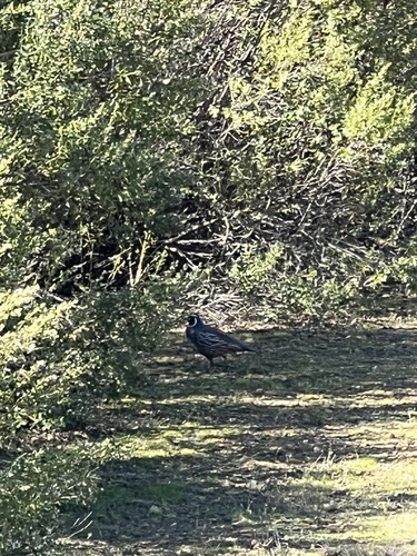 iNaturalist observation photo of California Quail