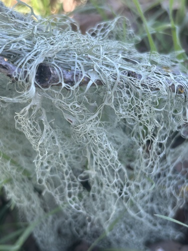 iNaturalist observation photo of lace lichen