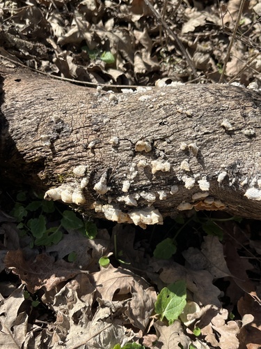iNaturalist observation photo of Stereum ochraceoflavum