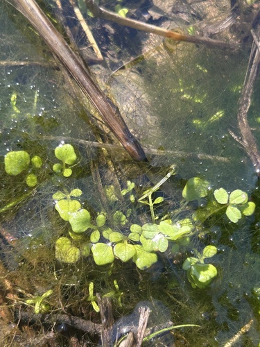 iNaturalist observation photo of watercress