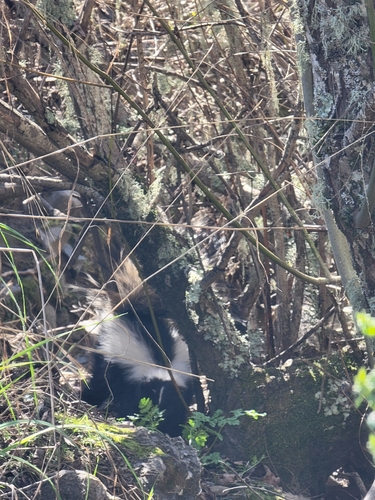 iNaturalist observation photo of Striped Skunk