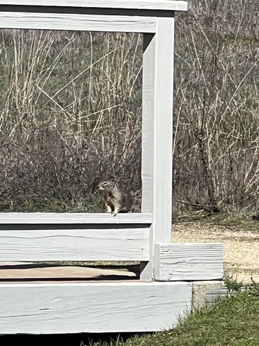 iNaturalist observation photo of California Ground Squirrel