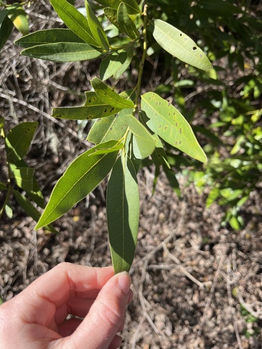 iNaturalist observation photo of California bay