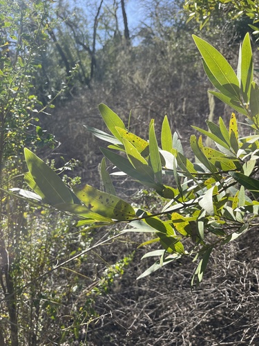 iNaturalist observation photo of California bay