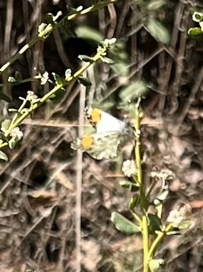 iNaturalist observation photo of Sara Orangetip