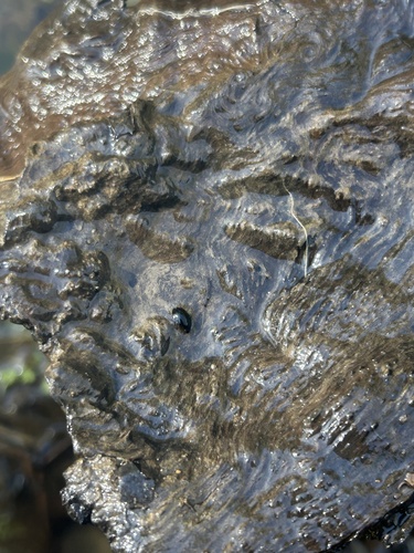 iNaturalist observation photo of Water Scavenger Beetles