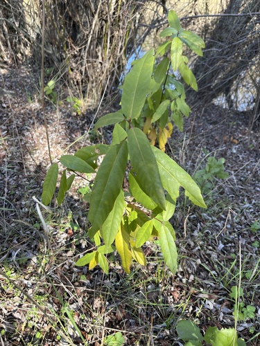 iNaturalist observation photo of coffeeberry
