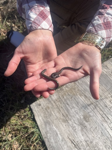 iNaturalist observation photo of California Slender Salamander