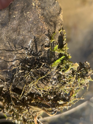 iNaturalist observation photo of tangled thread moss