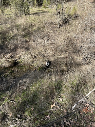 iNaturalist observation photo of Striped Skunk