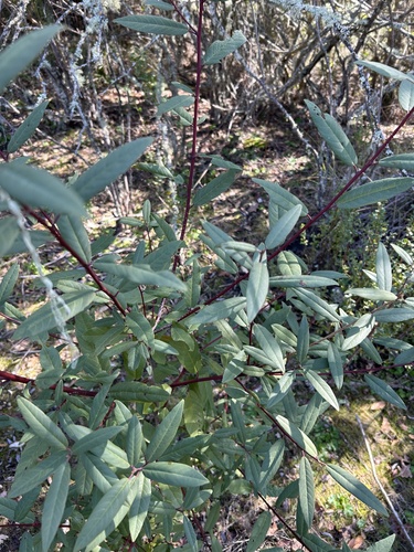 iNaturalist observation photo of coffeeberry